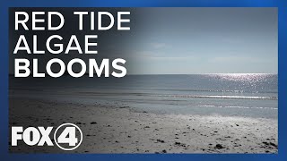 Harmful Red Tide Algae Blooms Creeping Down the Gulf Coast