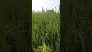 ବର୍ଷା ଦିନିଆ ଧାନ ଚାଷ (rainy season rice farming)