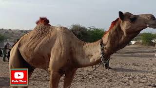 04 Best Breeds Of Camels || Camel Breeds || Camel Market || Camel For Sale || Camel Videos || Camel