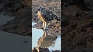 Giant Eagle Owl Drinks Water in Day Light | Rare Kruger Park Sighting. #wildlife #safari #birds