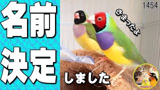 【投票結果】コキン鳥の名前が決まりました+大切なこと　Gouldian Finch #1454