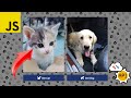 🎬JavaScript Fetch API - Easy Example🙌