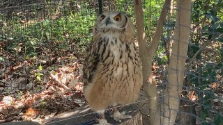 大人気の大型種！ベンガルワシミミズク［Rock Eagle Owl］