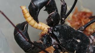 Mastigoproctus giganteus - eating live mealworm