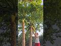 Boyka Successfully Harvests Papayas ! 🍈👦👨‍👦🌿