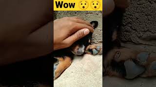 Wow 😯. #wow #wowvideos #cute #puppies #cutebaby #cutecats # #puppy #dog #shorts