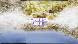 开到什么养什么！这海洋生物都这么抽象的吗？ #诺亚方缸