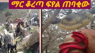 #ማር #ቆረጣ #ፍየል ጠባቂው