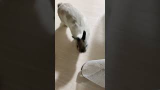 飼い主の周りをくるくる回るうさぎ #うさぎ #bunny #くるくる #ネザーランドドワーフ