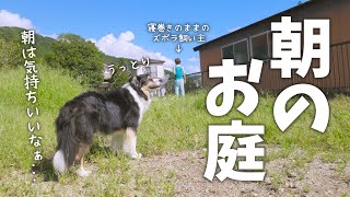 涼しい津和野の朝。楽しそうにお庭遊びをするボーダーコリーとオーストラリアンシェパード