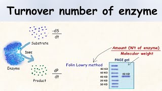 Turnover number of enzyme.