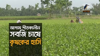 শীতের আগাম শাক সবজি চাষে সাফল্য পাচ্ছেন রংপুরের কৃষকরা