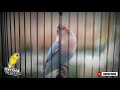 lovebird singing training master amazing sounds