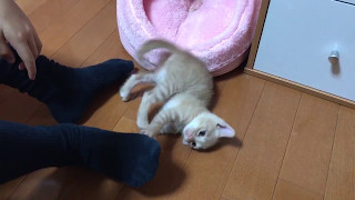 寝起きでダラける子ねこ　　Kitten of the lying down and getting up