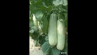 甜瓜种植技术 Melon planting techniques