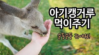 [호주여행] 귀여운 동물 아기캥거루에게 직접 먹이주기♥시드니여행, Kangaroo Feeding Time, Australia koala