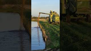 Baiting a Catch: Fish Feeding with Grain Straight from the Combine