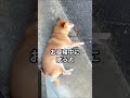 柴犬コロ 世界が涙する衝撃の実話😂 shorts 柴犬コロ 衝撃 感動 震撼 おもしろ おすすめ shibainu ￼