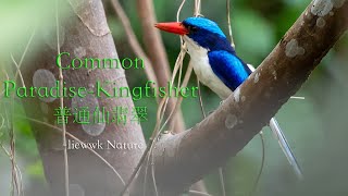 Common Paradise-Kingfisher, 普通仙翡翠