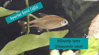 Species spot light - Silvertip tetra