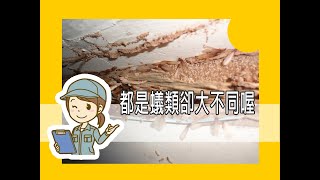 螞蟻與白蟻蹤跡大不同~               『潔適能小講堂』除蟻專線：0800-775-000