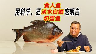 用科学，把食人鱼淡水白鲳吃明白！ ｜切蛋鱼｜红銀板｜红肚鲳｜帕庫鱼｜鲳鱼｜仓鱼｜食人鲳｜羅非魚｜红鲳｜