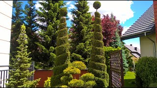 Pruning Emerald Green Arborvitae Spirals.cięcie tui w spiralę.formowanie spirali z tuji.