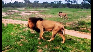 Ndhzenga Male Lions on Territory Patrol | Sabi Sands | 5 January 2025