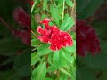 Tropical Celosia Cockscomb Red Flowers! #shorts #RedFlowers