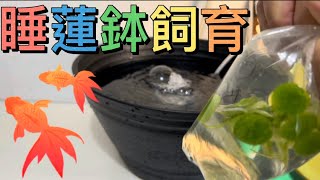 睡蓮鉢で金魚の飼育を始めました。