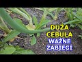 Chcesz mieć DUŻĄ CEBULĘ - Wykonuj te Zabiegi - Usuwanie kwiatów, Podlewanie, Łamanie Cebuli, Uprawa.