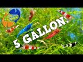 10 BEST FISH For 5 Gallon AQUARIUM