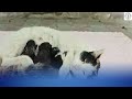A crying Mother Cat brought her Dying kitten to a Man  Animals need love EP 9