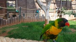 Marigold lorikeet in captivity