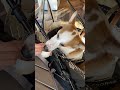 犬用ジェラートを食べるコーギー　 コーギー shorts