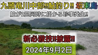 九頭竜川中部‼️鮎釣り‼️坂東島。鮎が2匹同時に掛かる珍事発生‼️新必殺技‼️披露‼️2024年9月2日