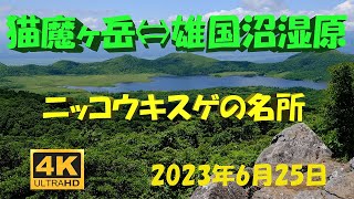 猫魔ヶ岳から雄国沼湿原へ～ニッコウキスゲを堪能～