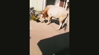 ‘Heilige’ stier valt vrouw aan en gooit haar van motorfiets 🐂