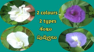 Shanku Flowers plants,శంఖు పువ్వులు,shanku flowers