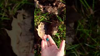 Marble Run ASMR | Dried Fallen Leaves \u0026 Grass