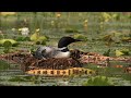 common loon nesting on eggs