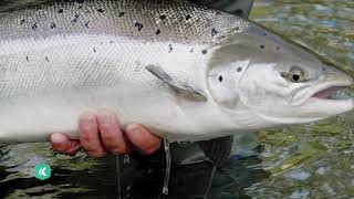 Kalamouche pêche en Gaspésie