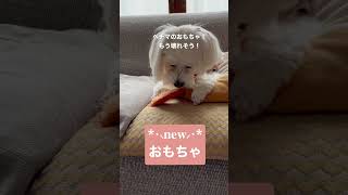 ヘチマのおもちゃ！  #マルプー #いぬ #北海道 #short #犬のいる暮らし #犬