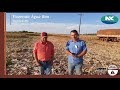 Safrinha 2020 - Resultado do NK 488 Vip3, no produtor Adriano Haroldo Rodelini, Itaporã/MS #nkseeds