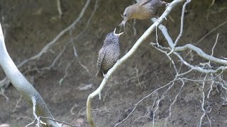 丹沢水沢林道の幼鳥に給餌するミソサザイ　その３（4K動画）