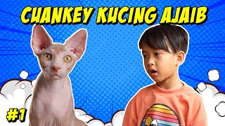 CUANKEY KUCING AJAIB #1 | SI CUANKEY DATANG