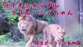 ズーラシアのライオン達（フク君・ニノちゃん）