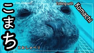 【おしゃべりこまち】Komachi, a seal, talks to me.【男鹿水族館GAOの話すアザラシ】