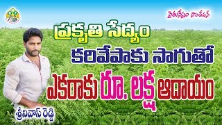 Curry Leaves Natural Cultivation by Young Farmer || Srinivas Reddy || Contact - 8096876274