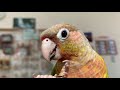 【こんぱまるtv】 ウロコインコの色紹介！【パイナップル編】